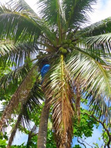 Fiji_Bula_Post_20